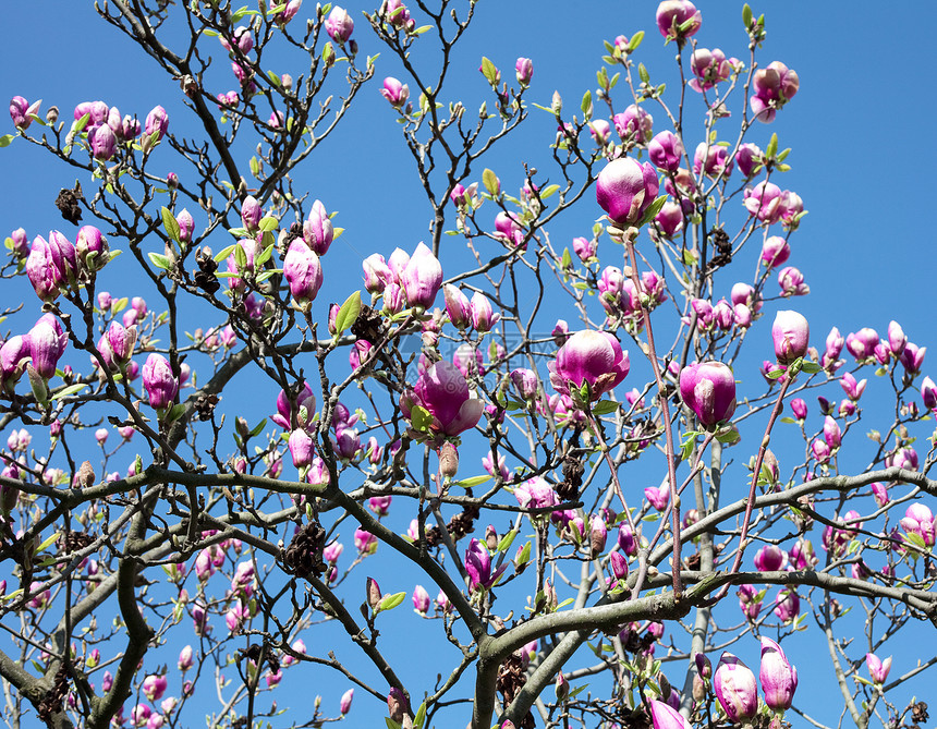 蓝色的天空上季节植物学花瓣生长美丽玫瑰枝条园艺脆弱性太阳图片