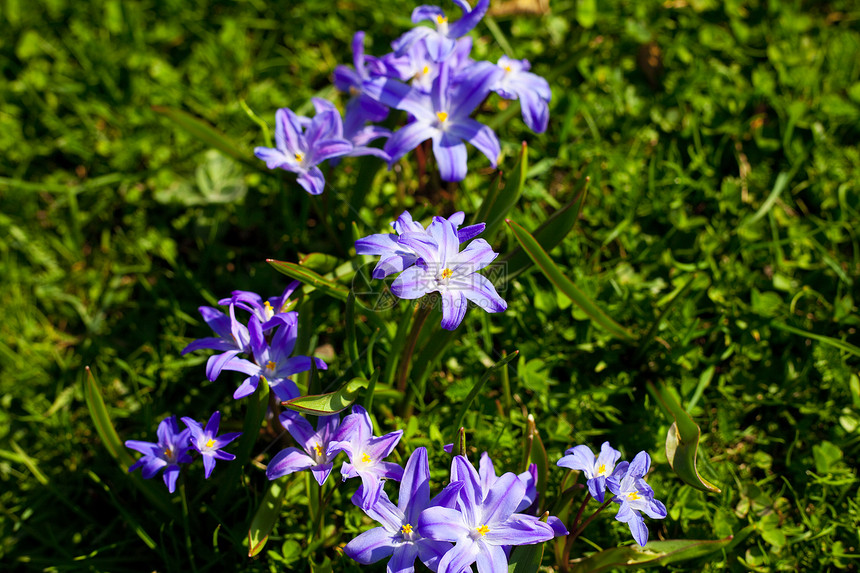 草地背景上的蓝花图片