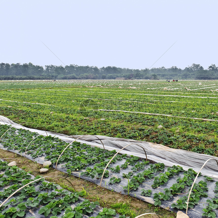 年轻的草莓字段行天空乡村畜牧业农民生长农村牧场耕地绿色地平线图片