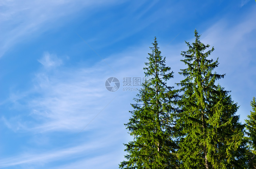 深蓝天空下的松树图片