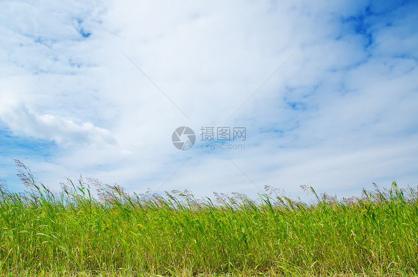 蓝天空下的绿草蓝色植物远景阳光地平线农业农村环境晴天天空图片