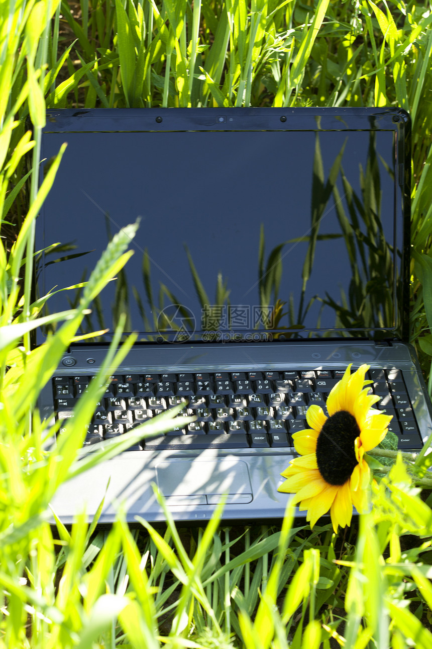 绿色田地上有向日葵的笔记本电脑技术叶子机动性监视器按钮太阳储蓄者键盘商业窗户图片