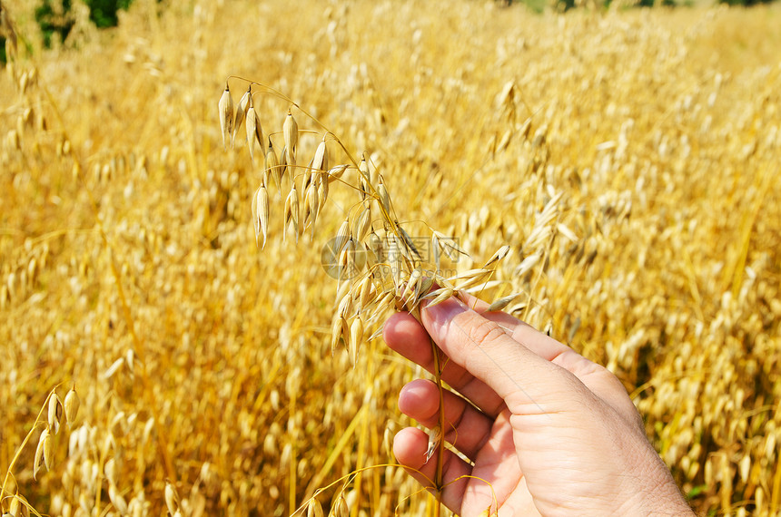 手工收获的黄金场景晴天培育核心收成谷物小麦燕麦金子农民图片