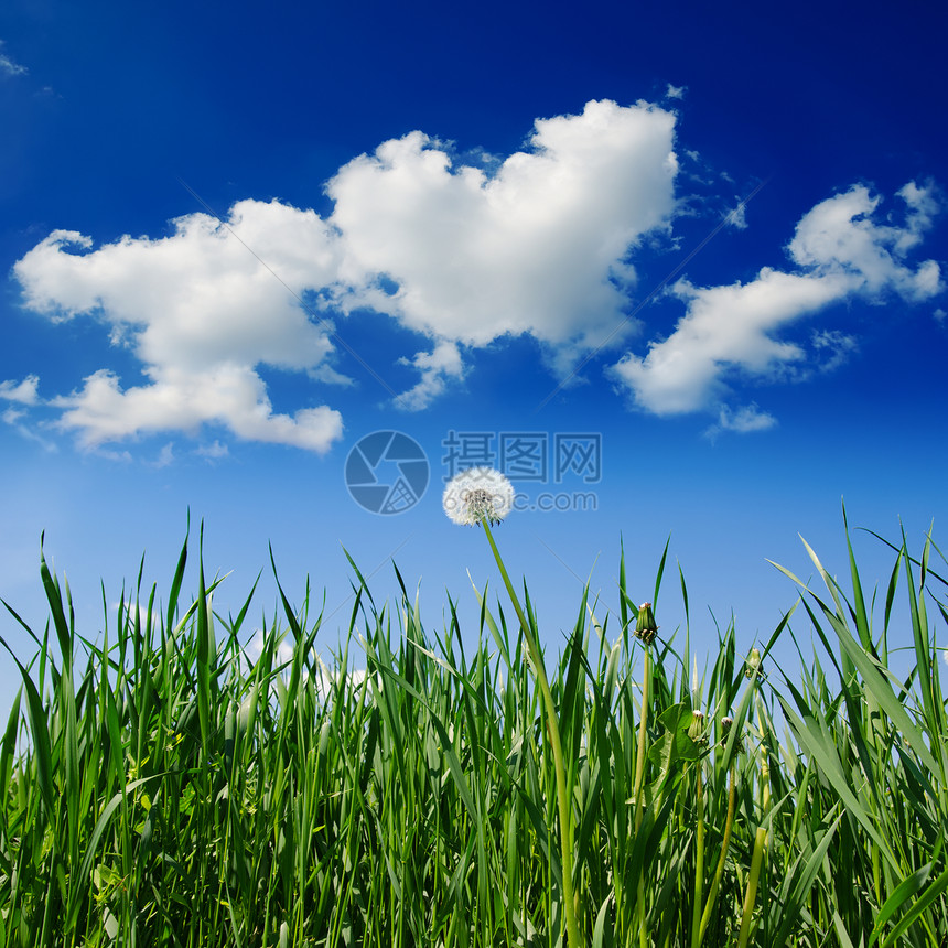 绿草地和蓝天空中的旧花粉气泡太阳植物群脆弱性蓝色叶子草本植物场地场景植物图片