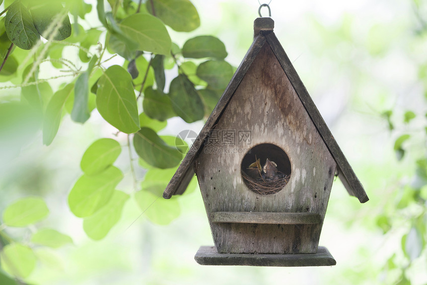 鸟鸟之家鸟类窗户新生活安全巢穴绿色储蓄动物后代家庭图片