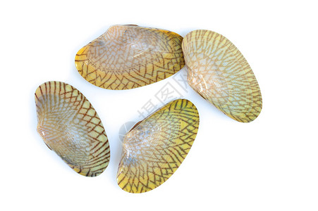 板状活力蛤蜊饮食食物养鱼场海鲜贝类市场背景图片