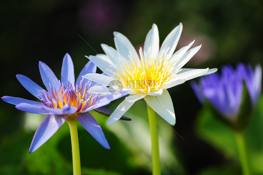 莲体荷花黄色环境气候粉色绿色植物紫色白色百合图片