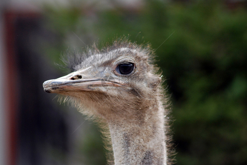 约诺影棚宠物白色脊椎动物鸟类动物雄性脖子图片