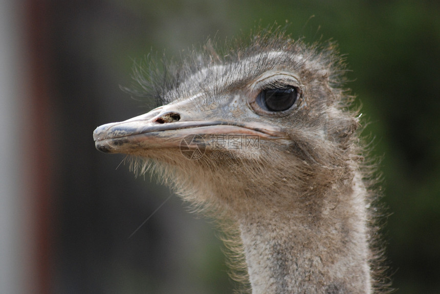 约诺影棚动物雄性脖子白色脊椎动物宠物鸟类图片