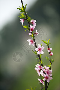 粉红桃花花树干生长植物群粉色花瓣叶子背景图片
