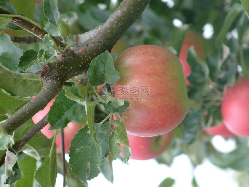 红苹果背景生活方式对象饮食红色生食叶子水果正方形蔬菜图片