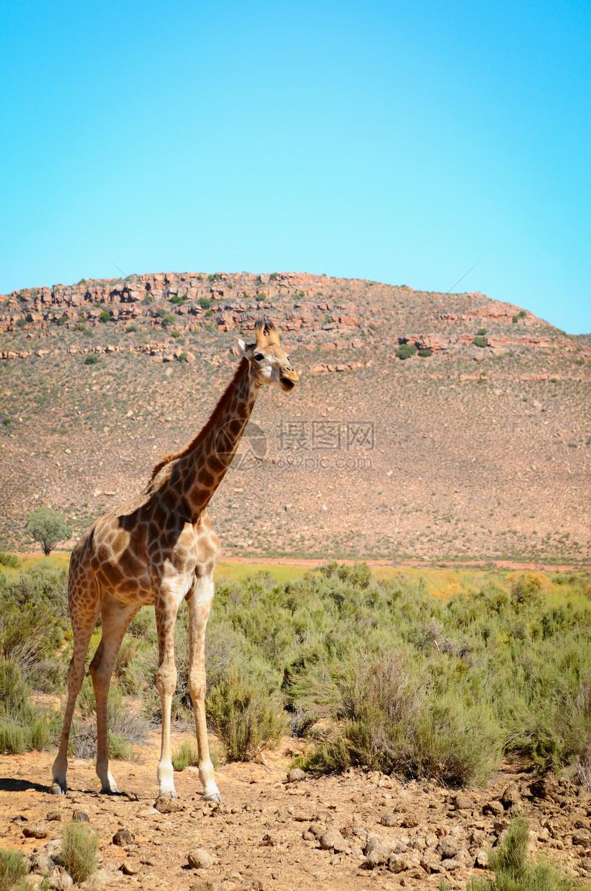 非洲灌木区野生长颈鹿晴天场地植物衬套公园环境荒野平原野生动物哺乳动物图片
