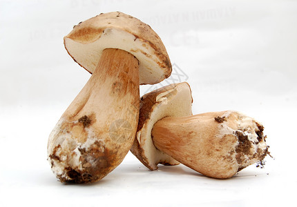 桦褐孔菌组合体爱好白色常委收藏面包食物松鼠棕色菌类食用菌背景