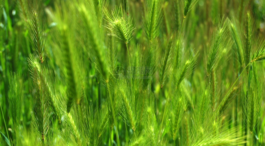 绿春草植物生长液体叶子正方形太阳小麦环境活力刀刃图片