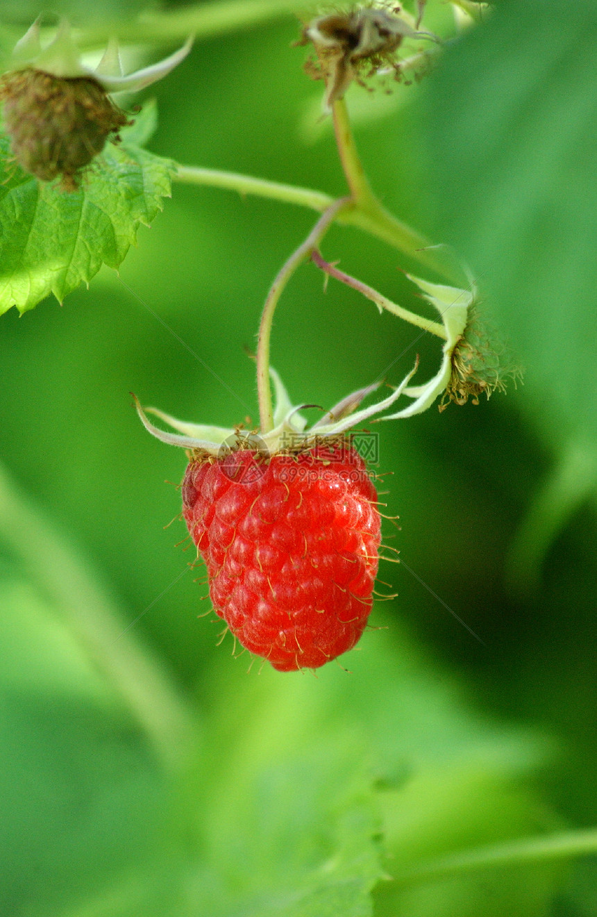 草莓摄影浆果影棚庄稼美食家水果健康饮食抗氧化色彩食物图片
