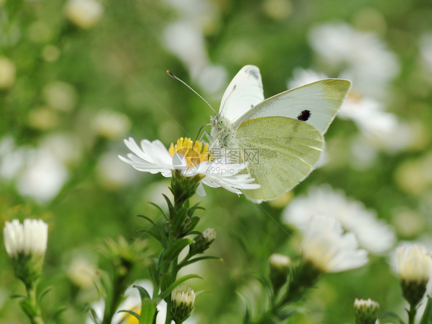 花上蝴蝶翅膀黄色绿色植物群粉蝶昆虫动物动物群白色花园图片