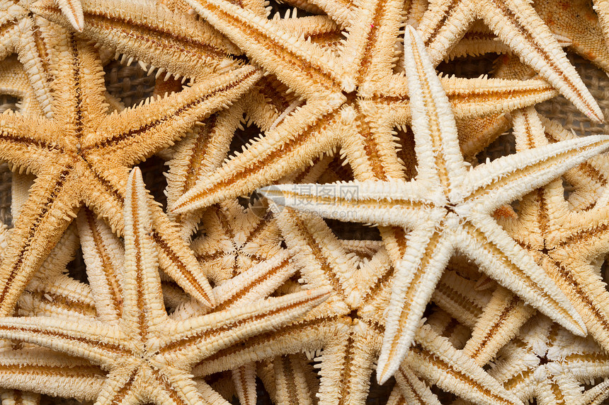 海洋恒星背景生物学海星假期旅行贝壳海滩晴天水族馆热带珊瑚图片