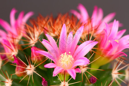 仙花肉质植物沙漠粉色花粉背景图片