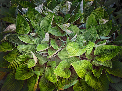 东道主背景背景墙纸玉簪多叶花园绿化生长植物学树叶环境园林图片