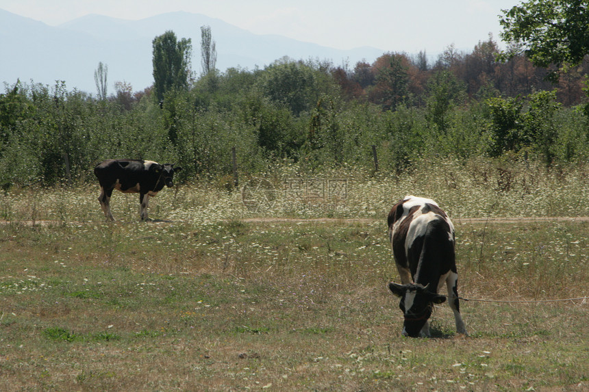 奶奶牛放牧场地国家土地农村牛奶牛肉女性乡村农场奶制品图片