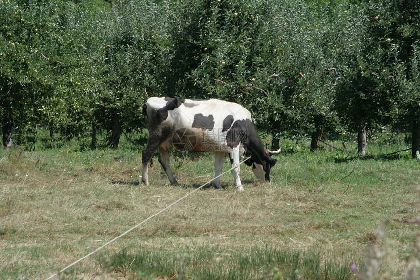 奶奶牛放牧农业牧场乡村哺乳动物农村农场土地场地农田奶制品图片