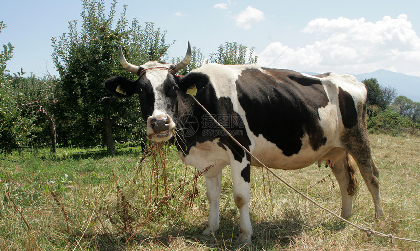 奶奶牛放牧乡村家畜哺乳动物奶牛牛肉农田国家奶制品牛奶农村图片