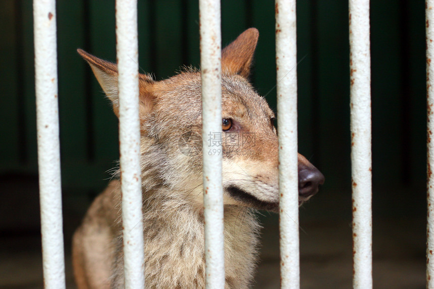 笼子里的狼捕食者饥饿土狼动物野生动物眼睛食肉猎人复仇希望图片