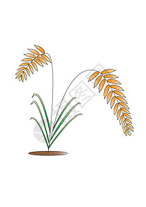 大米稻米白色黄色树干绿色植物人植物农作物叶子纯米生长背景图片