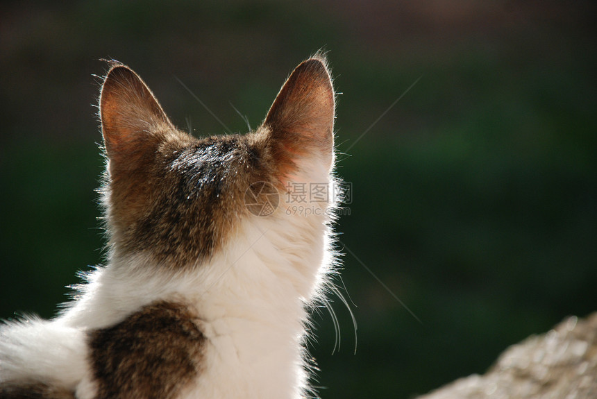 小猫幼兽猫科猫咪动物工作室毛皮条纹折叠婴儿宠物图片