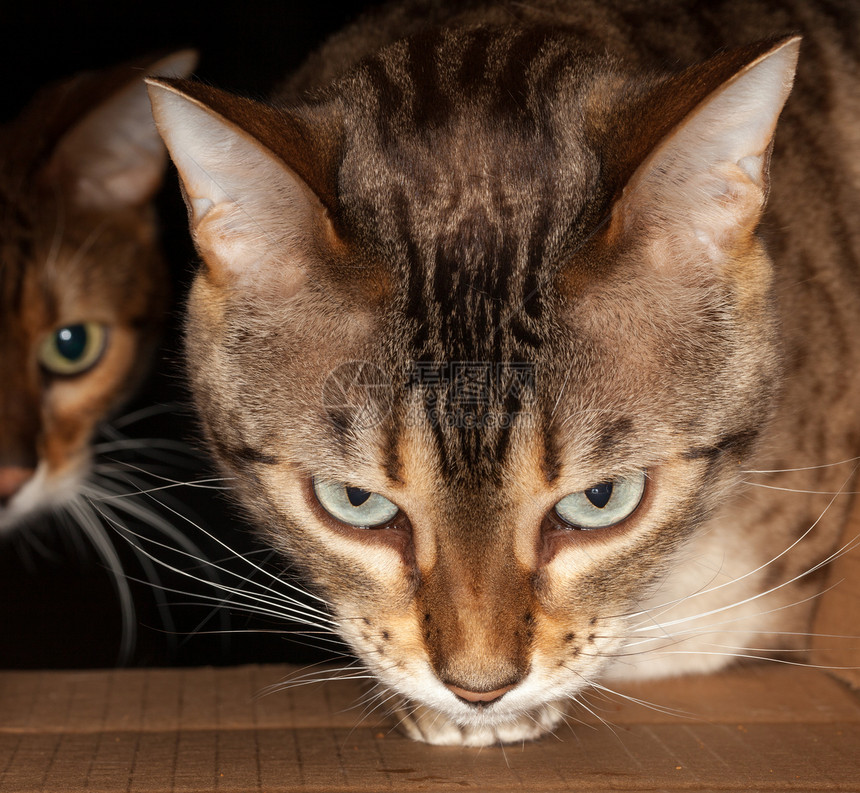 孟加拉猫通过纸箱对等哺乳动物眼睛宠物小猫动物近景纸板盒子水平图片