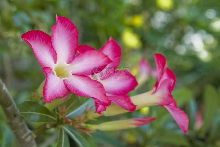 美丽的粉色花朵沙漠植物群生长花瓣百合植物花冠人心生物学热带图片