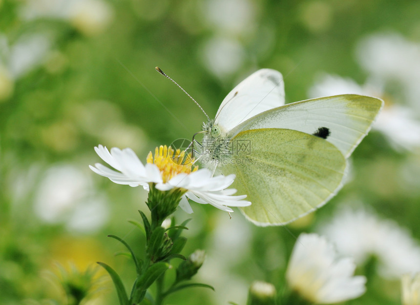 白卷菜蝴蝶动物黄色植物群绿色昆虫白色动物群花园翅膀粉蝶图片