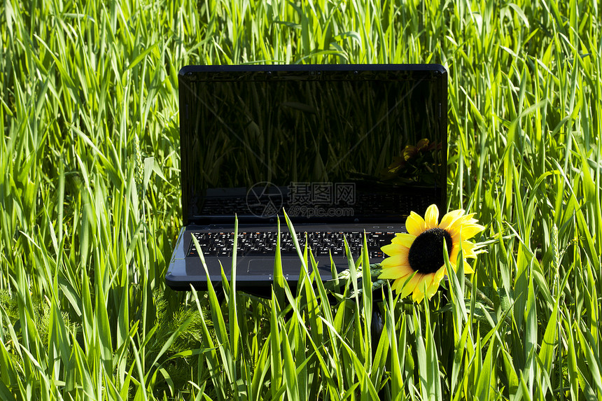 绿色草地上的向日葵和笔记本电脑图片