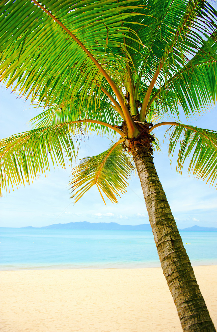 泰国热带热带海滩     假期背景情况风景椰子珊瑚情调支撑逃离晴天棕榈天空异国图片