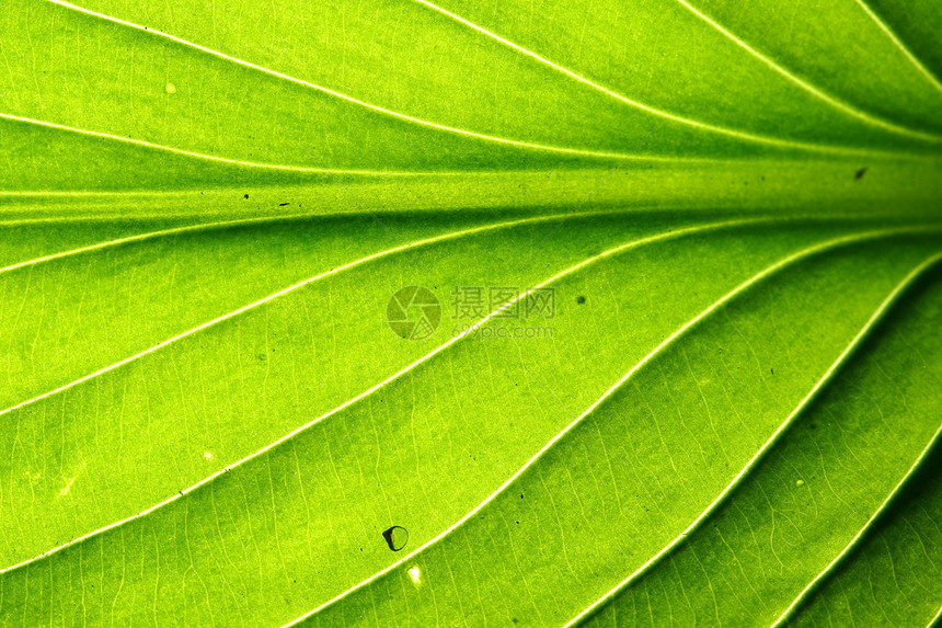 绿叶静脉植物群光合作用森林宏观花园绿色异国生活植物学桦木图片