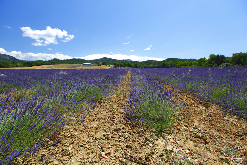 淡紫地线条农村植物紫色花朵农场蓝色场地风景天空图片