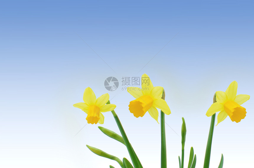 春季水仙花瓣黄色季节蓝色天空花朵图片
