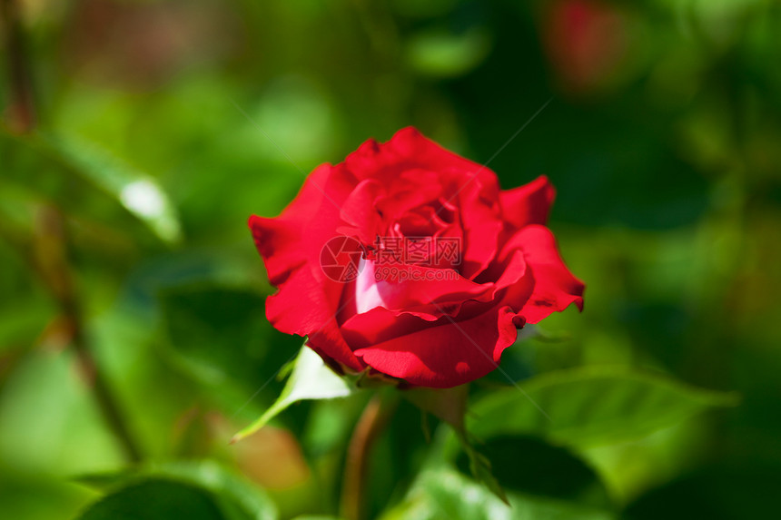 玫瑰脆弱性框架摄影夫妻花瓣订婚美丽水平绿色红色图片