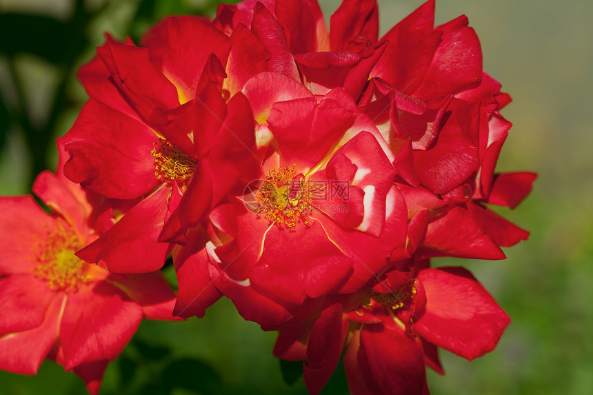 玫瑰花瓣订婚水平美丽框架红色叶子脆弱性绿色宏观图片