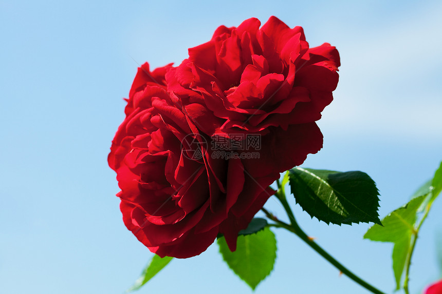 玫瑰与蓝天对立夫妻花瓣订婚石头红色水平框架宏观叶子摄影图片