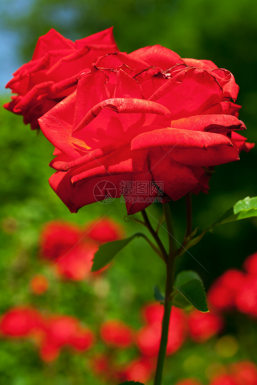 玫瑰脆弱性宏观叶子石头红色订婚美丽框架绿色水平图片