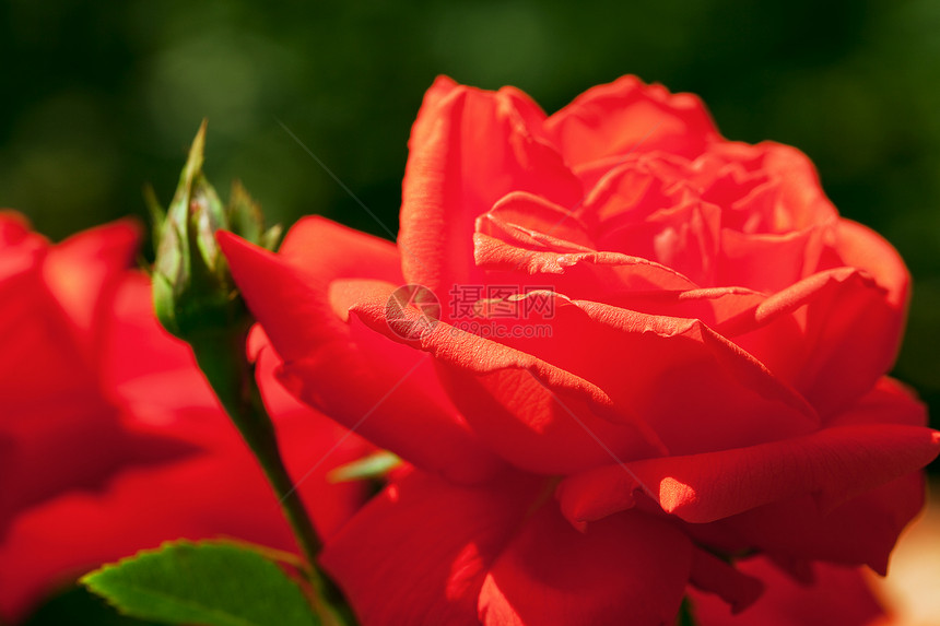 玫瑰脆弱性美丽水平订婚红色宏观夫妻摄影花瓣绿色图片