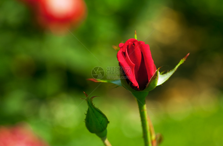 玫瑰脆弱性花瓣夫妻绿色叶子订婚红色摄影石头美丽图片