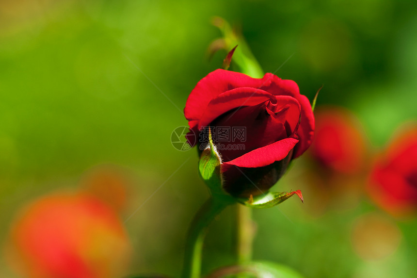玫瑰宏观夫妻花瓣脆弱性红色框架水平绿色石头摄影图片