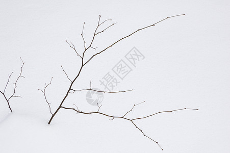 小树白色棕色季节背景图片