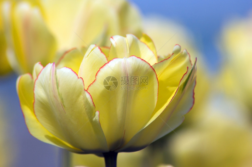 郁金tullip植物场地生长蓝色花瓣绿色黄色季节郁金香图片
