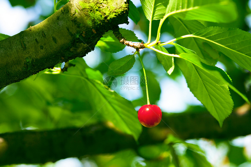 樱桃在树上食物衬套卫生收获天空叶子植物美食采摘保健图片