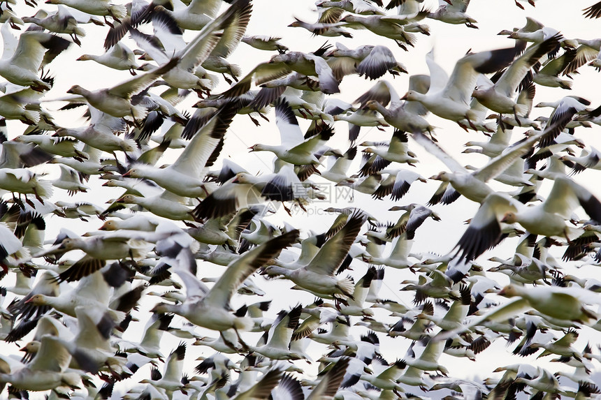 一群人中数以百计的雪雁飞团体团队环境鸟类飞行羽毛翅膀航班野生动物公园图片