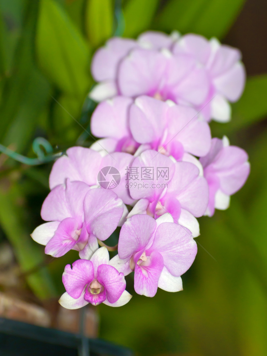 美丽的花束粉红兰花花宏观奢华石斛热带兰花植物花园公园墙纸异国图片