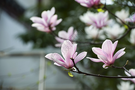 花朵淡紫色粉色叶子植物群花瓣生长树干背景图片